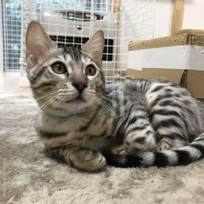 まぁちゃん 様のお迎えした子猫