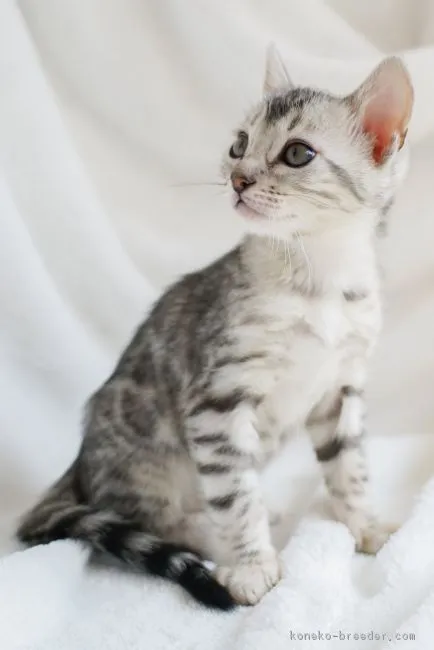 ID:1802-00919の子猫