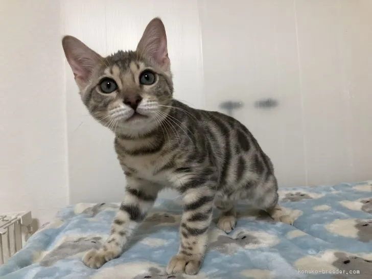 A.A 様のお迎えした子猫