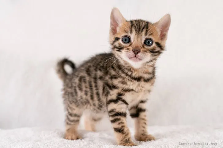 ID:2203-00628の子猫