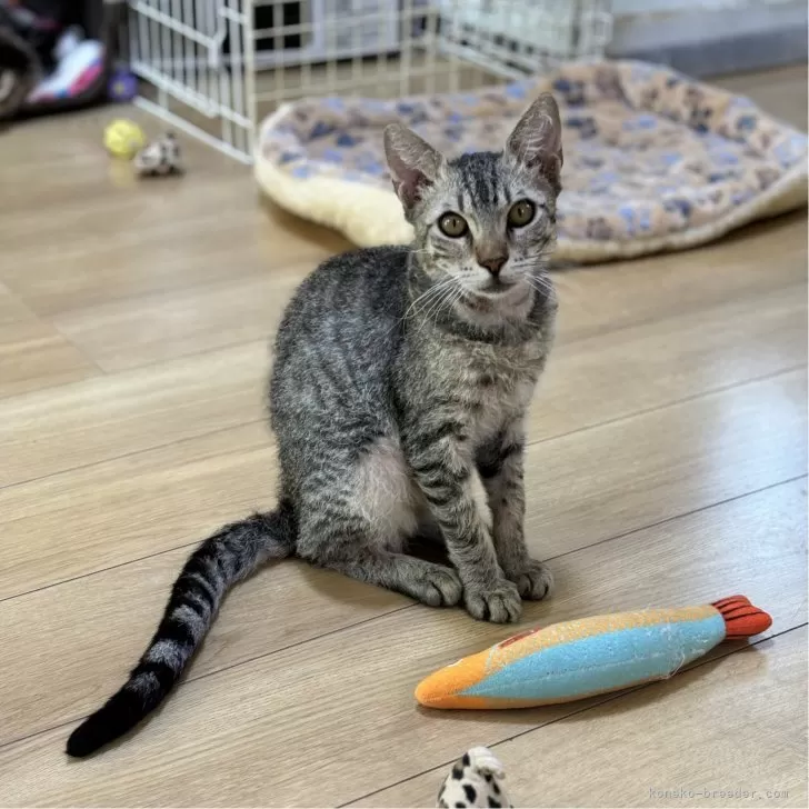 ID:2407-00392の子猫