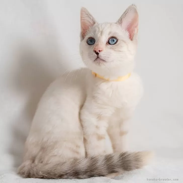 ID:2311-02852の子猫