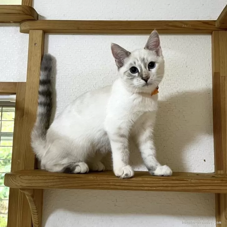 ID：2311-02842の子猫