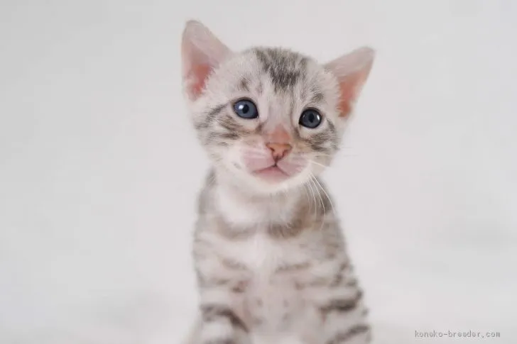 ID:1908-01475の子猫