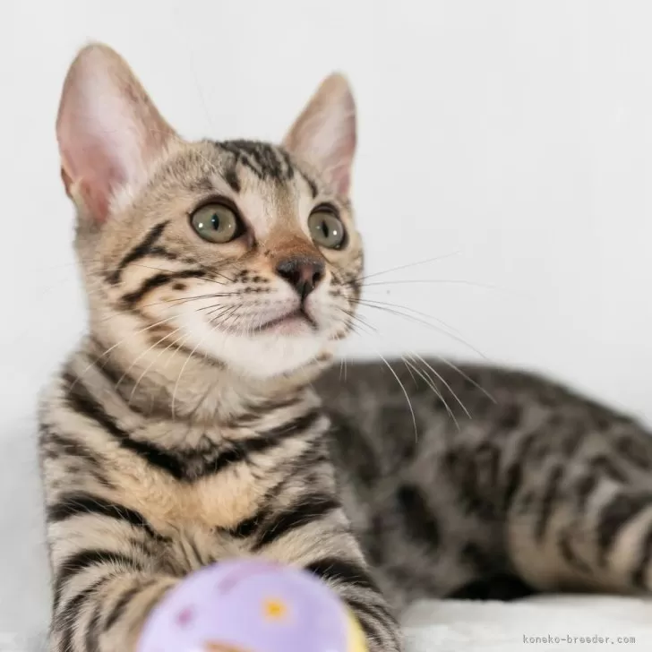 ID:2405-01055の子猫