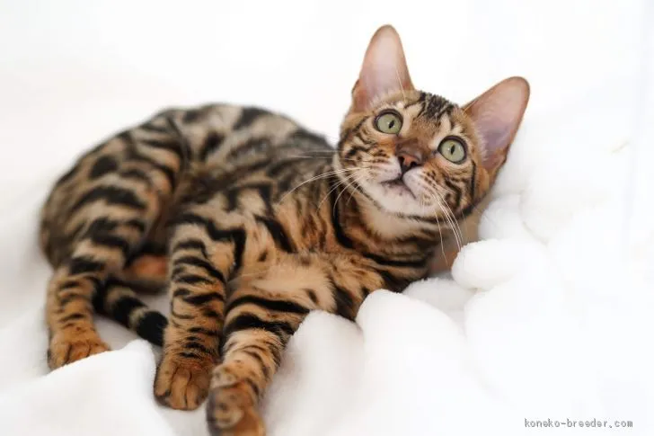 ID：1904-01634の子猫