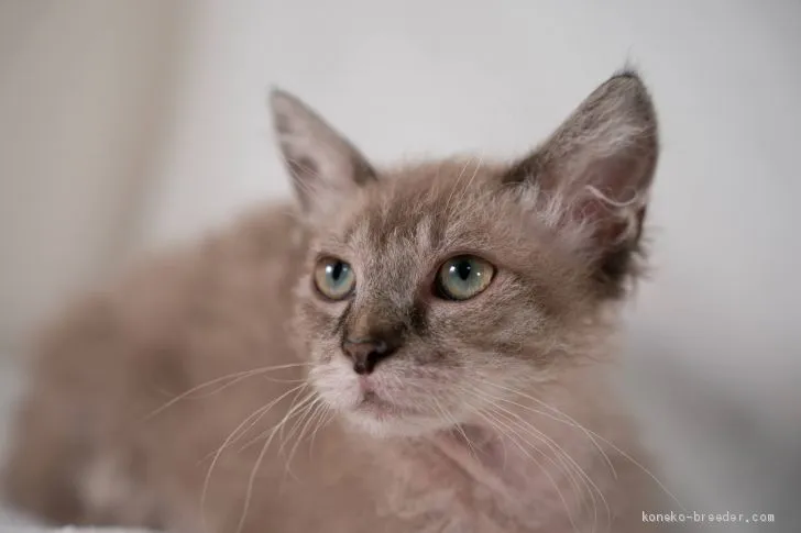 ID：2012-00849の子猫