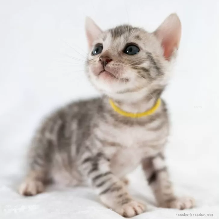 ID:2409-02329の子猫