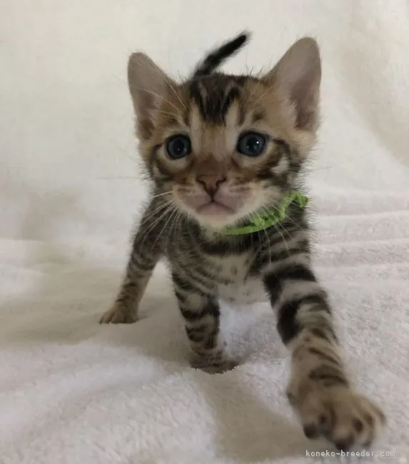 ID:2107-01354の子猫