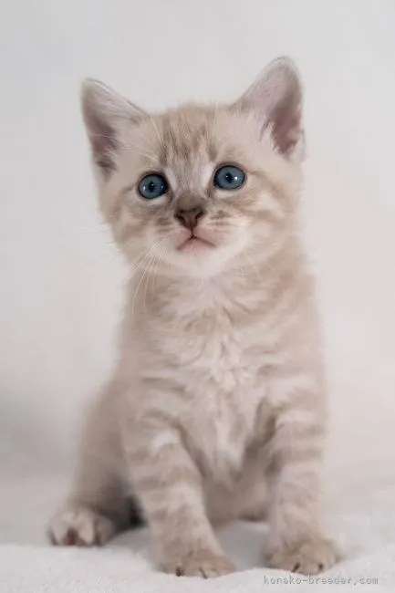 ID:2105-02246の子猫