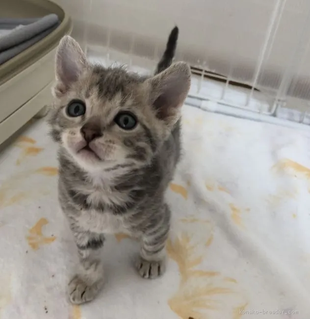 N.D 様のお迎えした子猫