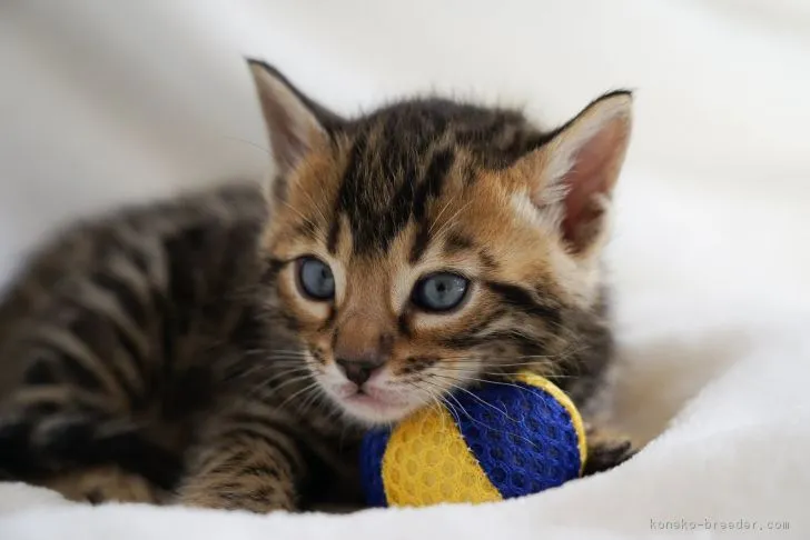 ID:1803-00269の子猫
