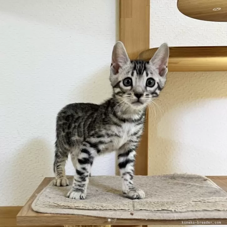 ID:2401-02485の子猫