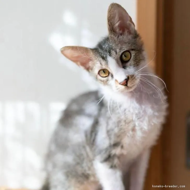 ID:2209-01923の子猫