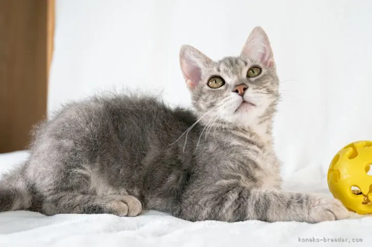 ID:2112-00895の子猫