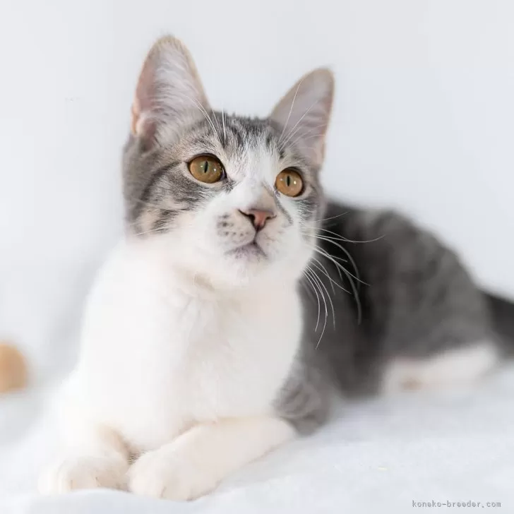 ID:2311-00806の子猫