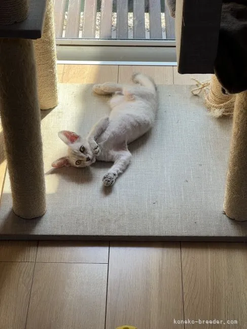 ID:2203-02354の子猫