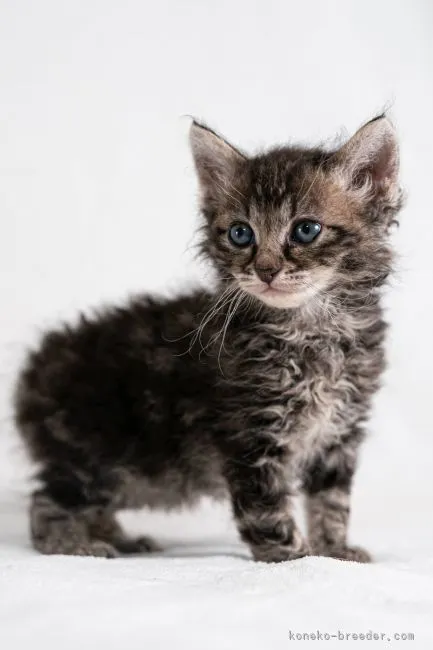ID:2105-02252の子猫