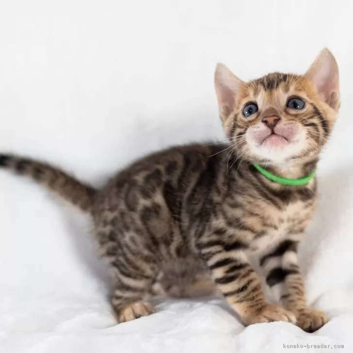 ID:2312-02688の子猫