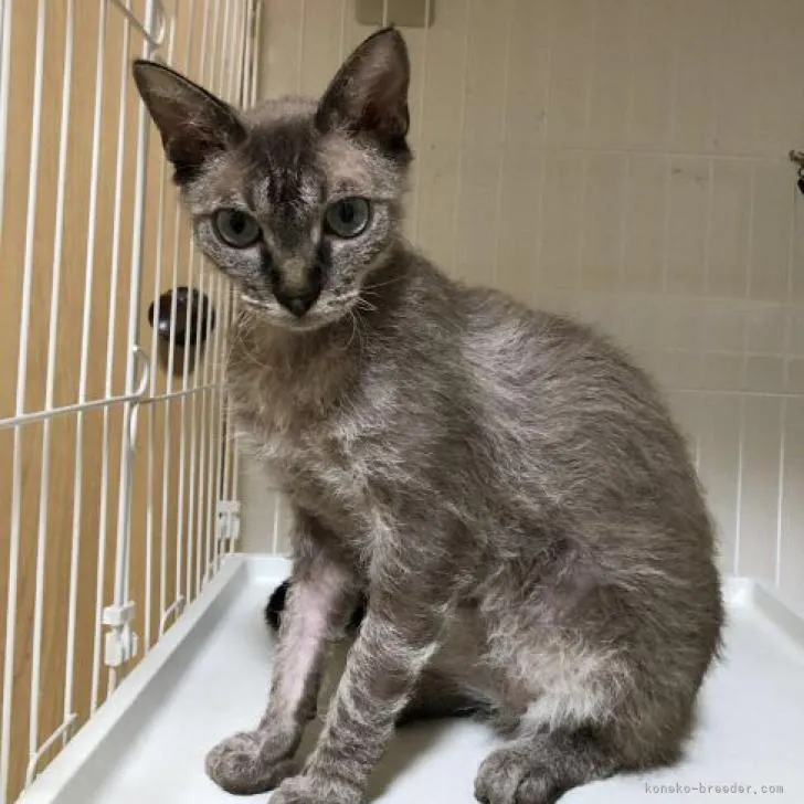 ID:2112-00894の子猫