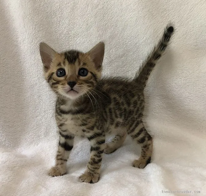 シロツメクサ 様のお迎えした子猫