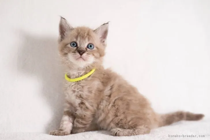 ID:2204-02997の子猫