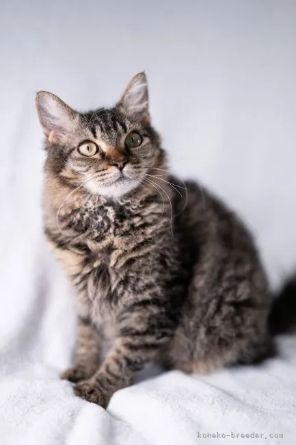 ID:2107-00609の子猫