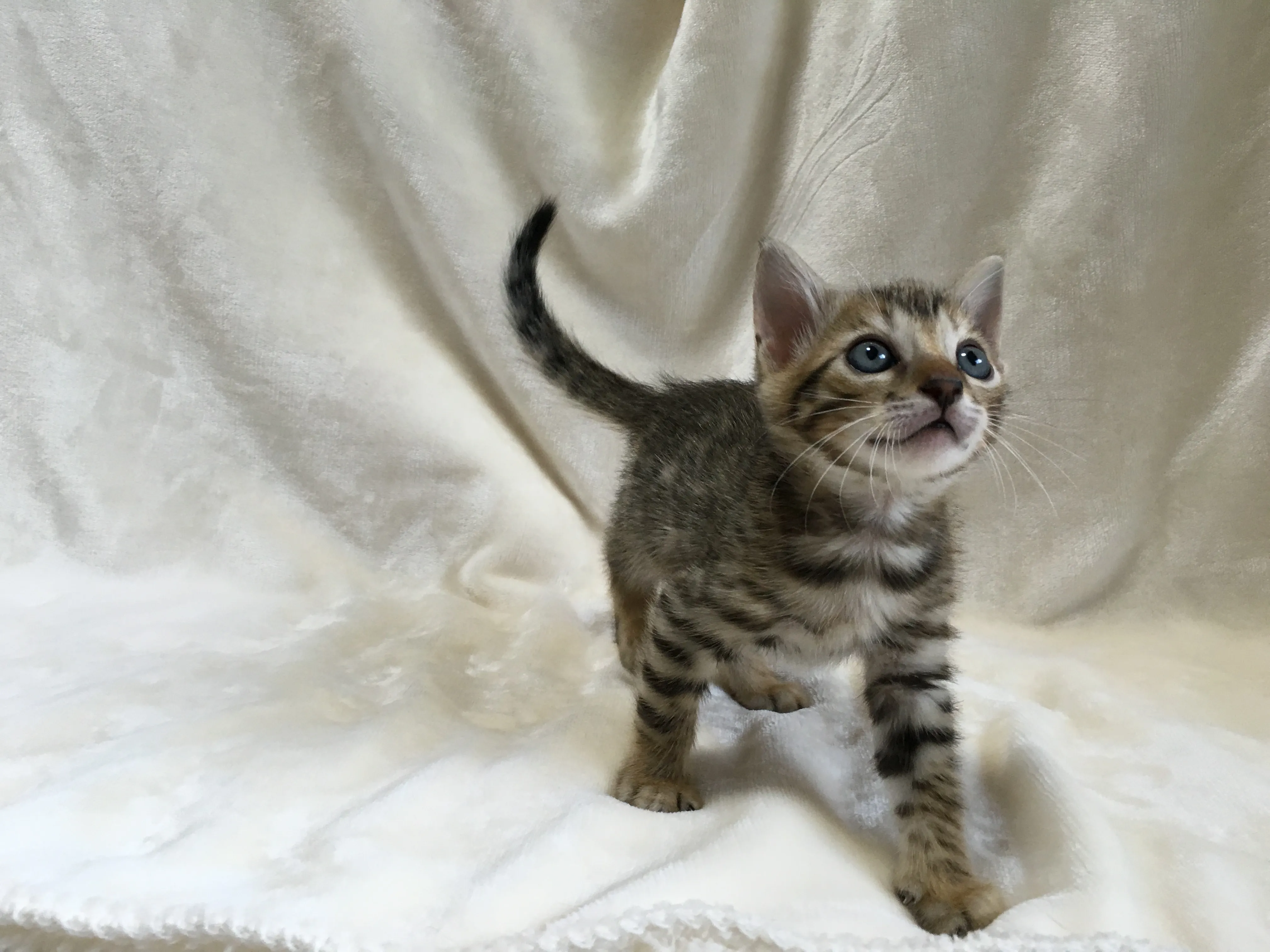 ID:1608-00389の子猫