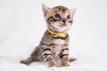 ベンガル【福岡県・女の子・2021年11月10日・ブラウンスポテッドタビー】の写真「お顔が可愛い♡ベンガル女の子」
