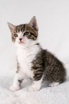スクーカム【福岡県・男の子・2022年4月3日・ブラウンタビーアンドホワイト】の写真「お顔が可愛い足長スクーカム男の子♡」