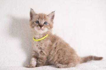 ラパーマ【福岡県・女の子・2022年4月7日・シールポイント】の写真「人懐こくて可愛らしい♡ゆるふわラパーマ女の子」