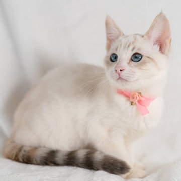 ベンガル×サイベリアン【福岡県・女の子・2023年10月31日・シールリンクスポイント（ふわふわ）】の写真「まるで短毛のサイベリアン♡ベンガルMIX」