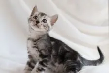 ベンガル【福岡県・男の子・2018年1月21日・ブラックシルバーマーブルドタビー】の写真1