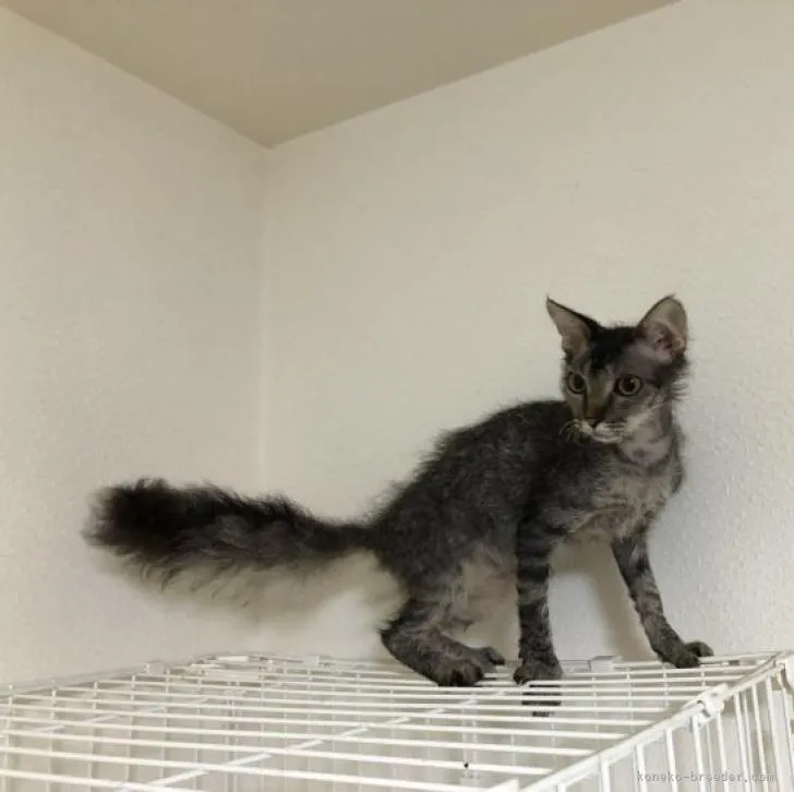 ID:2205-01467の子猫