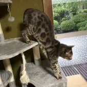ベンガル【福岡県・男の子・2017年9月10日・ブルースポテッドタビー】の写真3