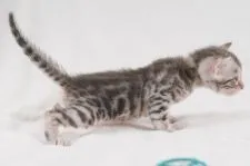 ベンガル【福岡県・男の子・2019年7月26日・ブルーシルバースポテッドタビー】の写真4「珍しいブルーシルバーです。」