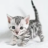 ベンガル【福岡県・男の子・2023年3月14日・ブラックシルバースポテッドタビー】の写真5