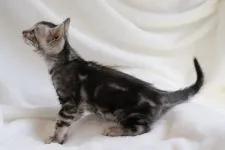 ベンガル【福岡県・男の子・2018年1月21日・ブラックシルバーマーブルドタビー】の写真5