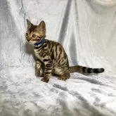 ベンガル【福岡県・男の子・2025年8月29日・ブラウンスポテッドタビー】の写真12