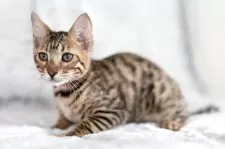 ベンガル【福岡県・女の子・2025年8月29日・ブラウンスポテッドタビー】の写真4