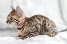 ベンガル【福岡県・女の子・2025年8月29日・ブラウンスポテッドタビー】の写真9