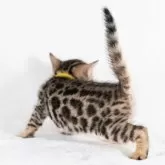 ベンガル【福岡県・女の子・2025年6月29日・ブラウンスポテッドタビー】の写真13