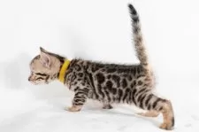 ベンガル【福岡県・女の子・2025年6月29日・ブラウンスポテッドタビー】の写真14