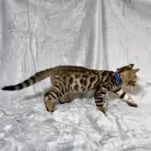 ベンガル【福岡県・男の子・2025年8月29日・ブラウンスポテッドタビー】の写真14