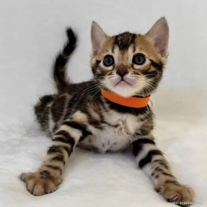 ID:2501-00125の子猫
