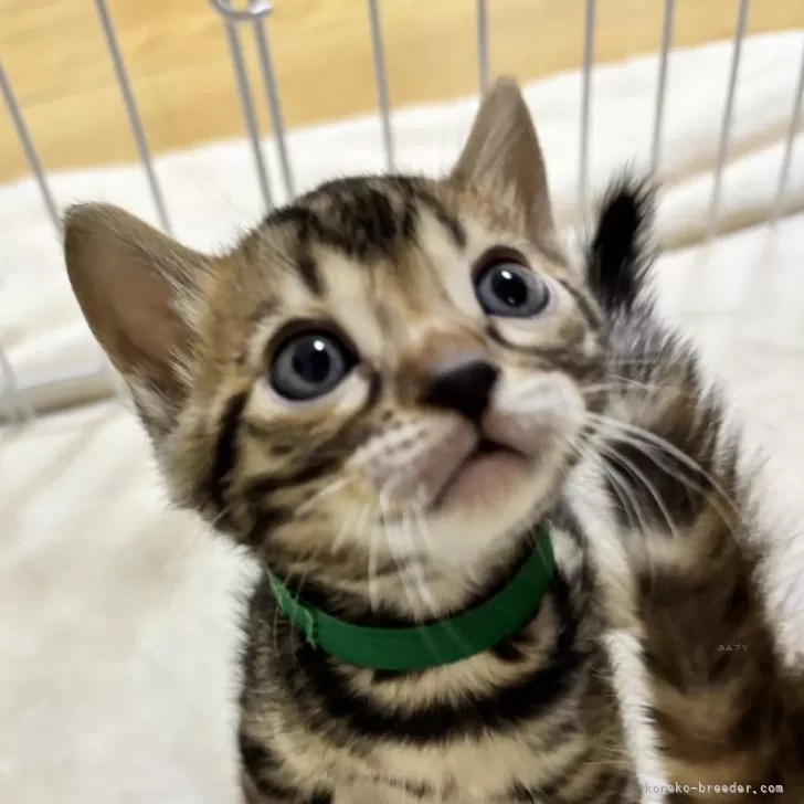 ID:2501-00124の子猫