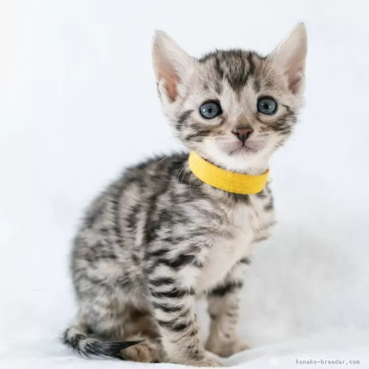 ID:2501-02040の子猫