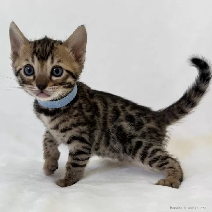 ID：2501-00127の子猫