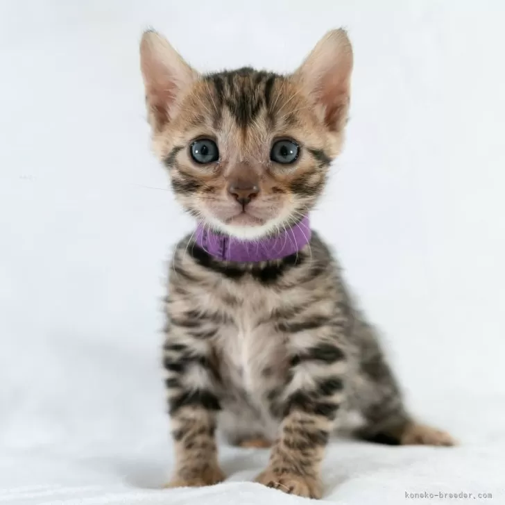 ko 様のお迎えした子猫