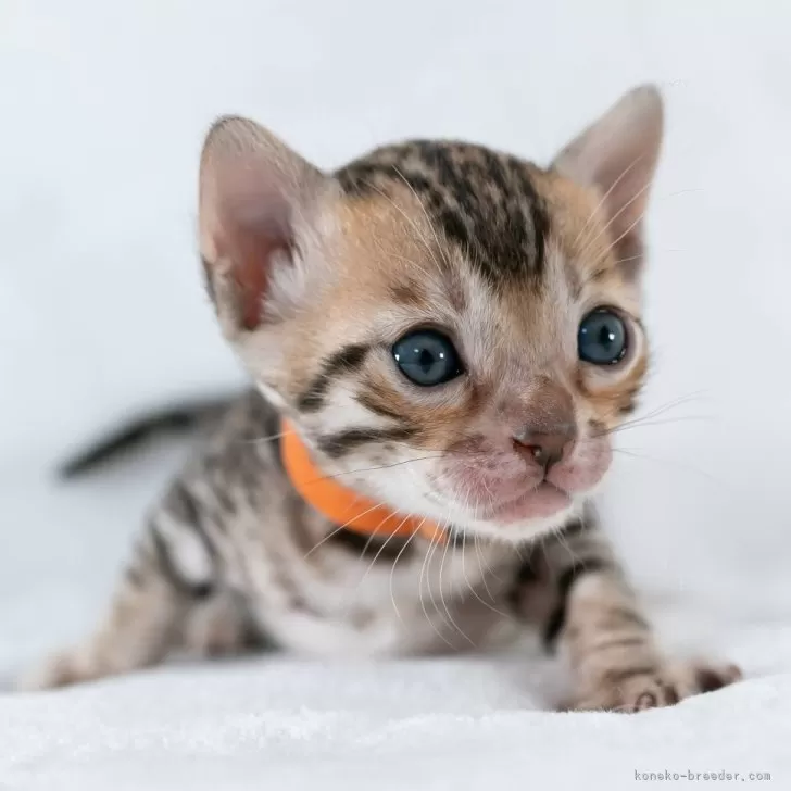 ID:2501-02044の子猫